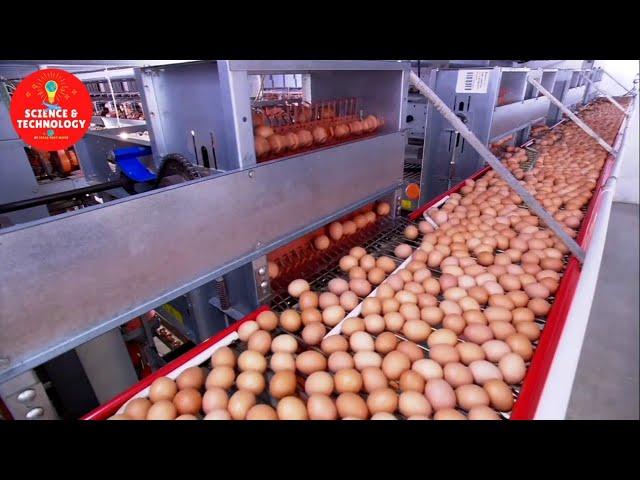 Incredible Largest and High-Tech Egg Factory in China and Thailand-Modern Technology Food Processing