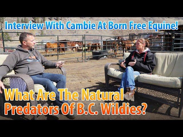 What Are The Natural Predators Of BC Wildies? #126