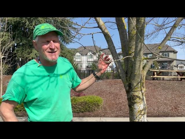 The Emerald Ash Borer Beetle—How to Save Your Ash Tree