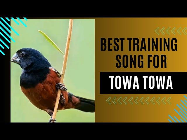 2024 BEST TRAINING SONG FOR TOWA TOWA BIRD