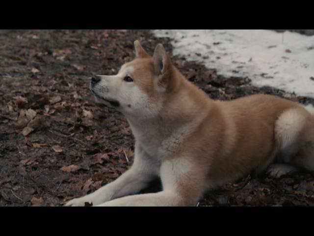 AFFIRM Films Presents: Hachi: A Dog's Tale