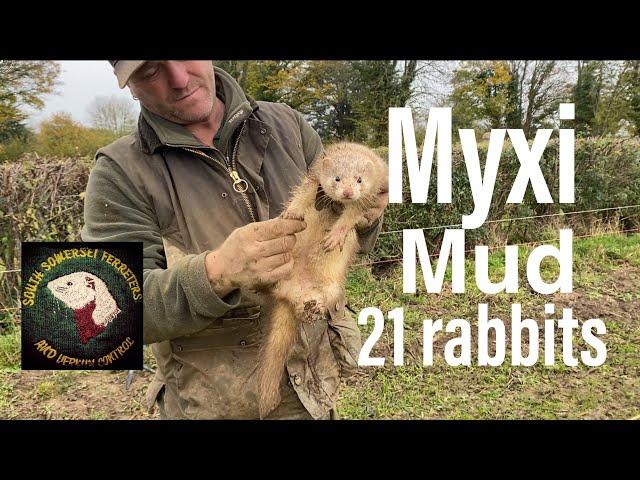 Ferreting-myxomatosis and mud - rabbiting - ferrets