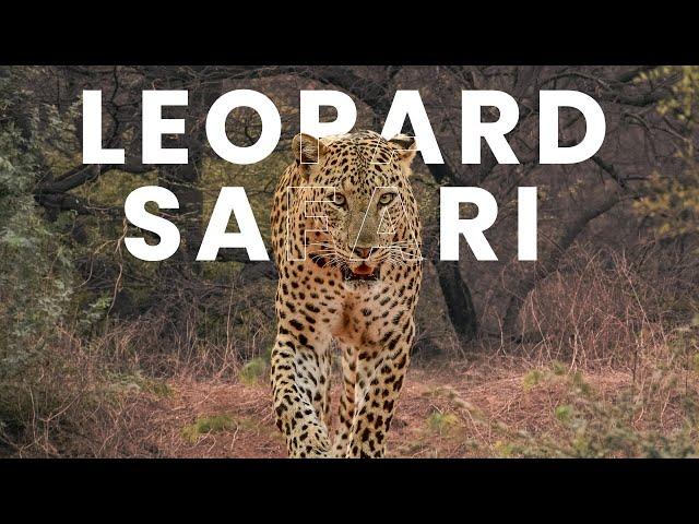 India's BEST Leopard Safari: Jhalana Leopard Reserve in Jaipur [FULL Experience]