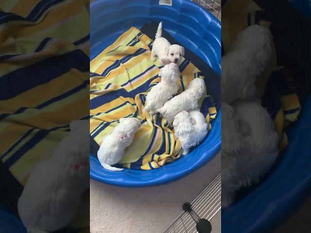 Bichon Puppies 2023 at 4 weeks