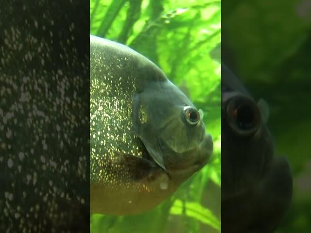 Piranha POWER! The Real Difference Between These Fierce Fish and Angry Clownfish #NatureMaybe