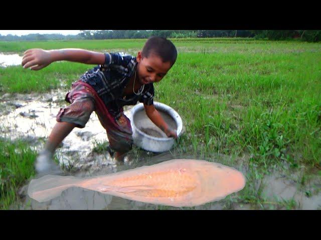 amazing hand fishing  smart boy catching big fish by hand - traditional hand fishing video