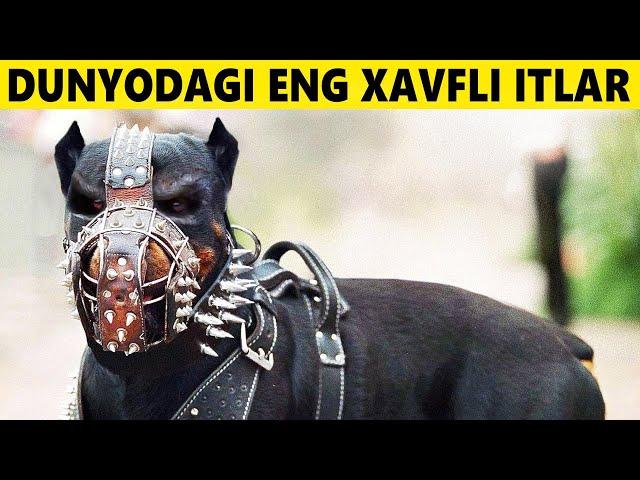 Dunyodagi Eng Xavfli Itlar