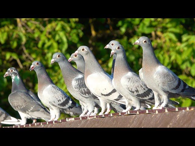 TIME FLIES - Young Pigeons of 2020 (Before & After)