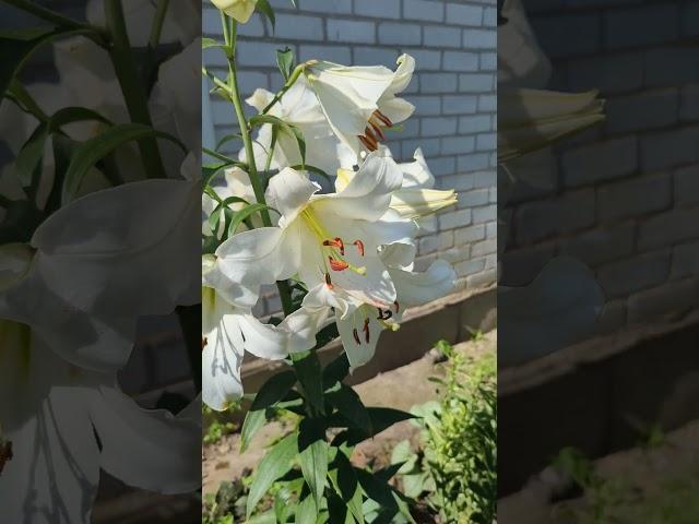 Білі лілії. #квітник #квіти #garden #lilium #лілії #flowers