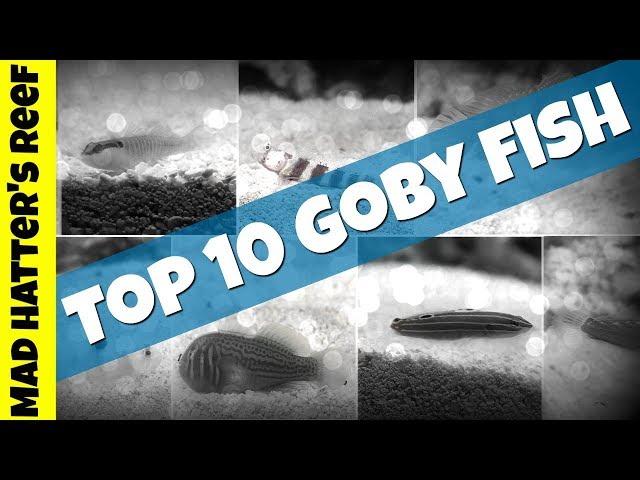 Top 10 Goby fish for Your Reef Tank