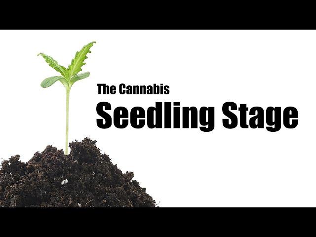 What to Do During the Cannabis Seedling Stage