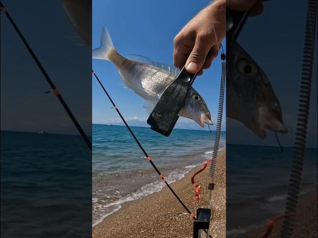 Antalya kokulu silikonla #mırmır #balık #balıkavı #fishing #lrf #atçekbalıkavı