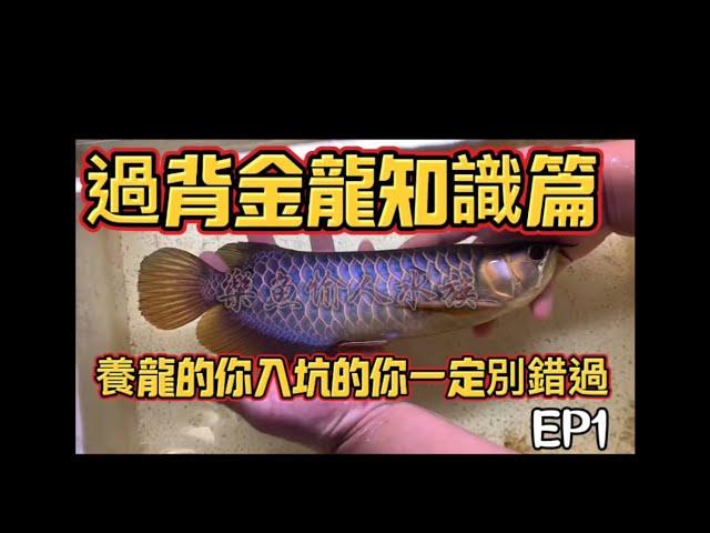 【樂魚愉人水族-帝居龍魚】 EP1 分享過背金龍知識篇    找到一隻喜歡的魚 先瞭解好一隻魚   #樂魚愉人水族