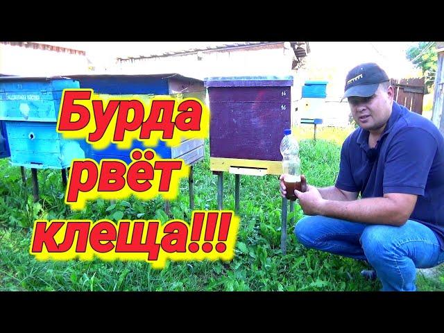 Эксперимент на пасеке!