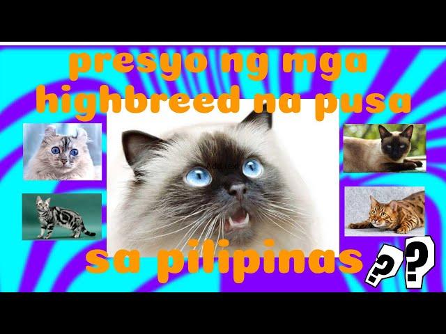 Presyo ng mga Highbreed na Pusa sa Pilipinas