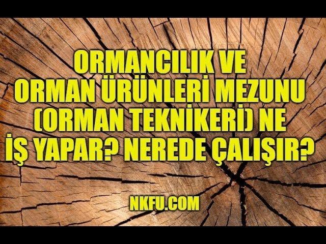 Ormancılık ve Orman Ürünleri Mezunu (Orman Teknikeri) Ne İş Yapar? Nerede Çalışır?