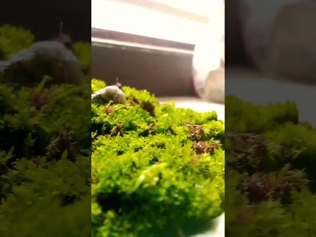 Creative Algae By Maryam 9years old #algae #minivlog #creative