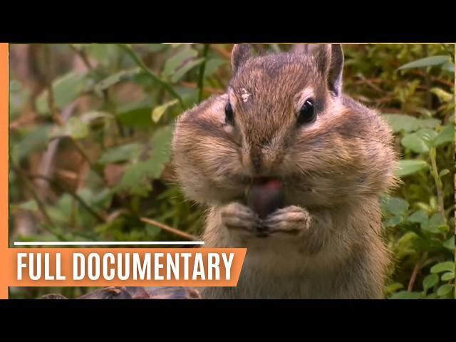 Exciting Animal Behavior in the most enchanting Forests of our Planet | Full Documentary