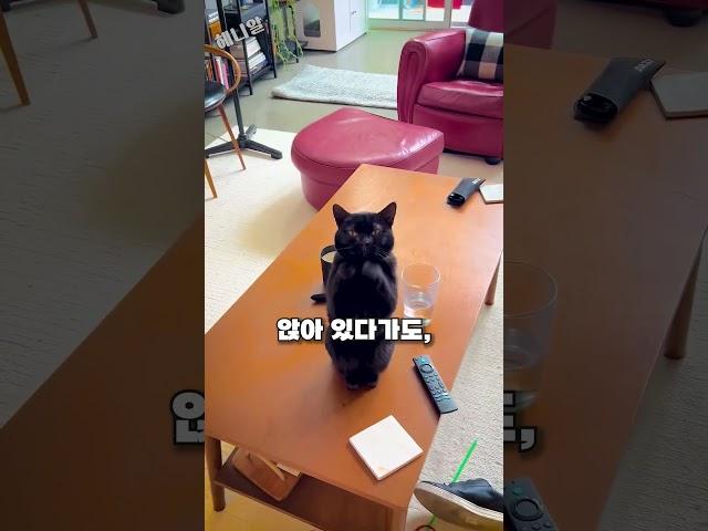 쓰다듬어 줄 수밖에 없게 만드는 고양이