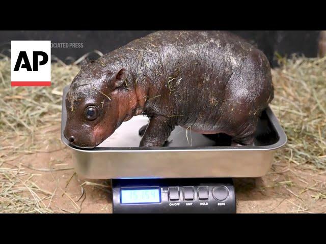 Endangered pygmy hippo born at Virginia zoo