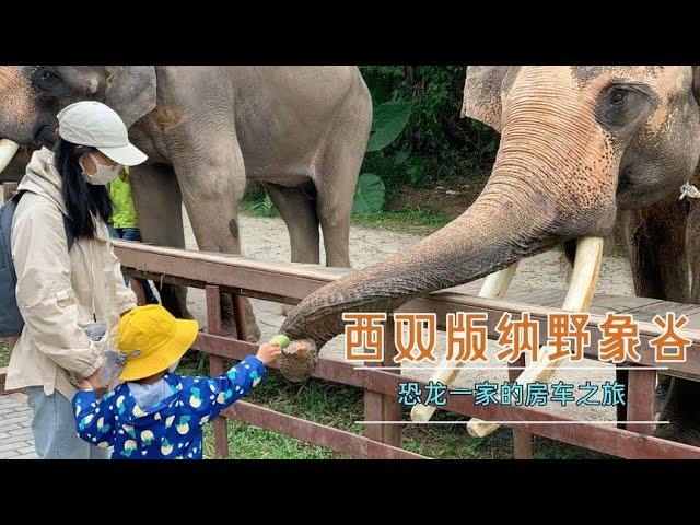 流浪行者957 房车之旅逛野象谷，坐缆车游览原始丛林，可惜野象不在家