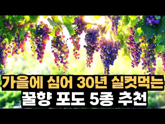 9월에 심어 30년 따먹는 꿀향포도 5종 추천