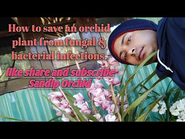 How to save orchid plants from bacterial and fungal infections