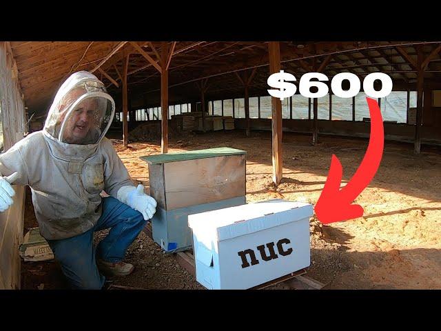 I make $600 from one Honey Bee hive