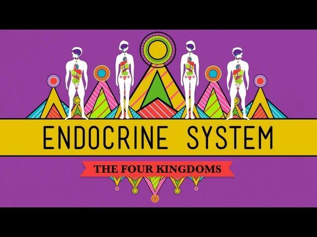 Great Glands - Your Endocrine System: CrashCourse Biology #33
