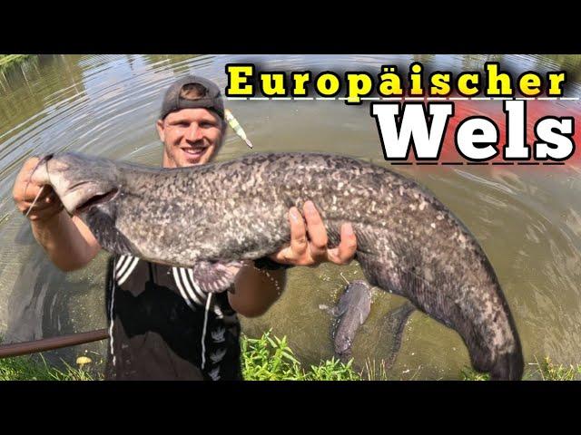 Europäische Welse angeln mit Köderfisch an der Oberfläche #angeln #fishing #wels #meerval #outdoor