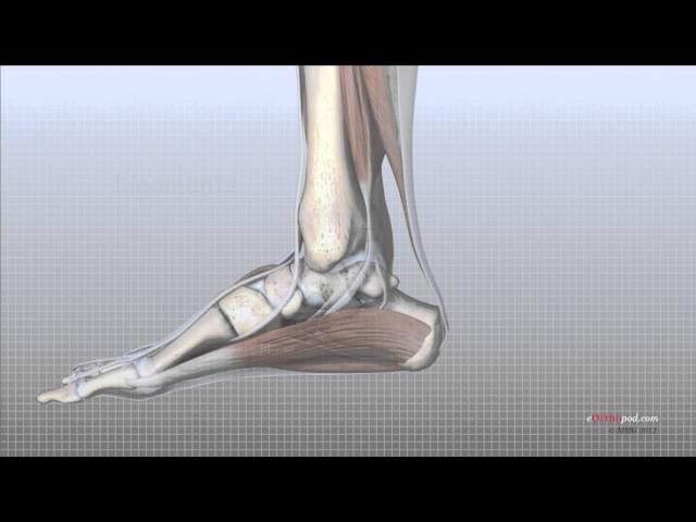 Foot Anatomy Animated Tutorial