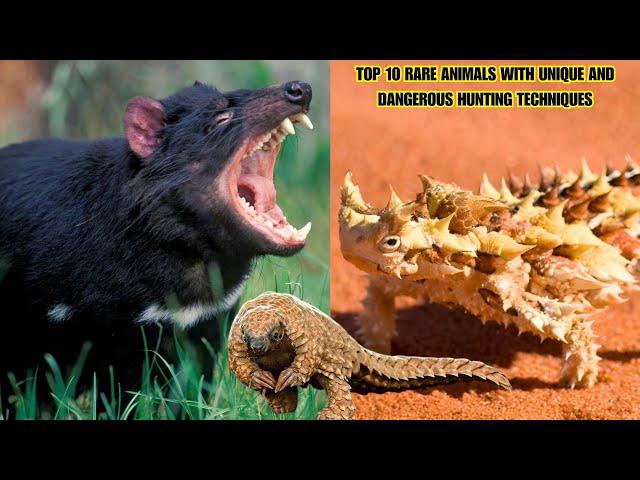 Top 10 Rare Animals with Unique and Dangerous Hunting Techniques | #animal |#Dangerous