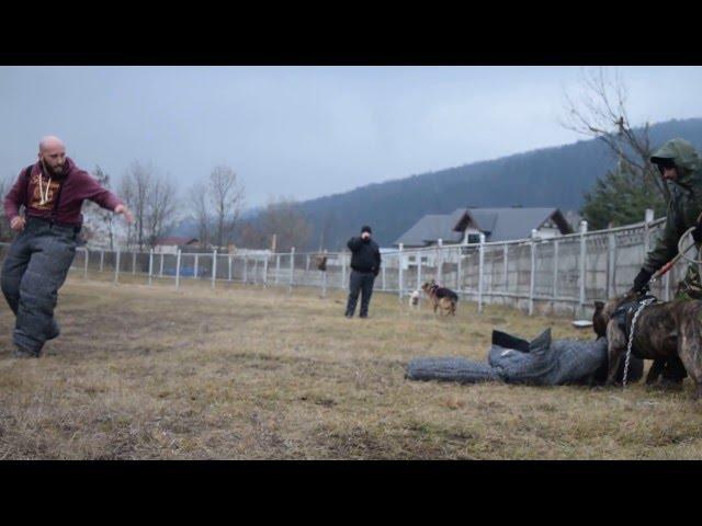 Bite Suit Training | Varro | Presa Canario