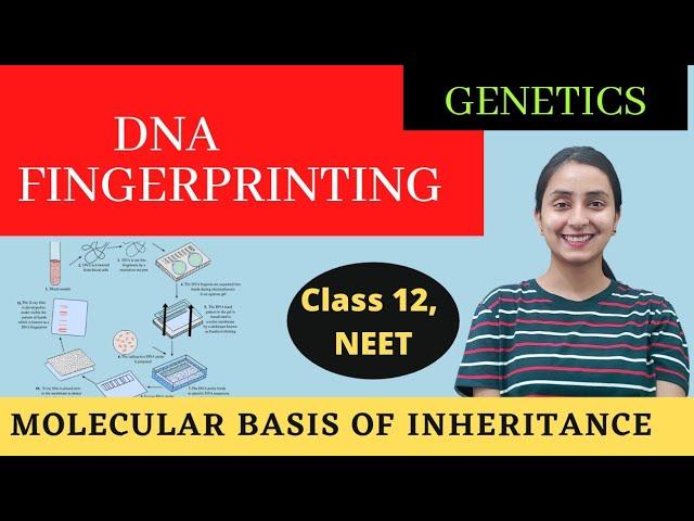 DNA Fingerprinting | Class 12 | Molecular Basis of Inheritance