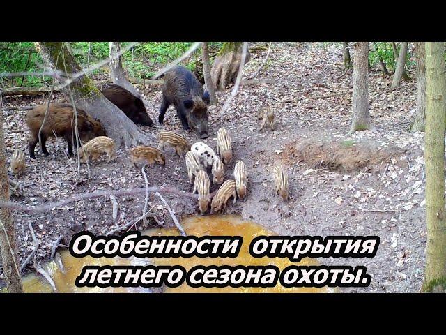 Особенности открытия летнего сезона охоты