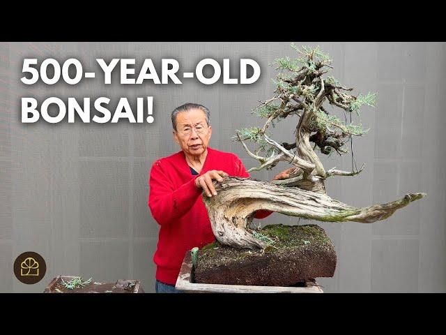 Turning a 500-Year-Old Yamadori CA Juniper into a Bonsai