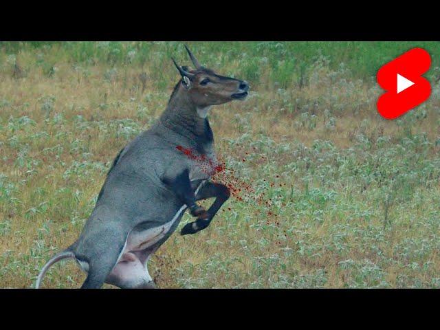 50 BMG bullet hits ANTELOPE like a TRUCK