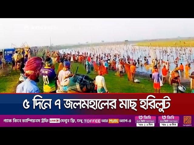 মাইকে ঘোষণা দিয়ে সুনামগঞ্জে জলমহালের কয়েক কোটি টাকার মাছ লুটপাট | Jolmohal Extortion | Jamuna TV