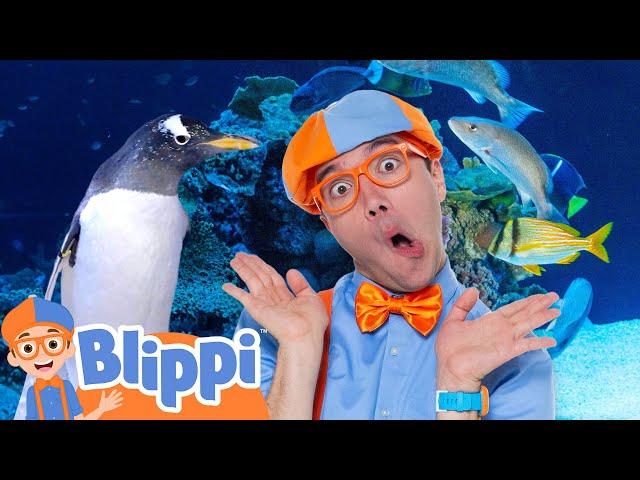 Can Blippi Find All the Sea Creatures?  Ocean Bingo Adventure! | Educational Videos for Kids