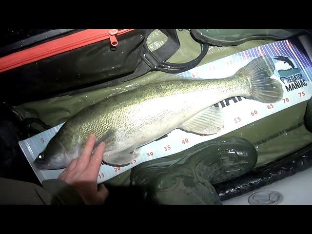 Nocny spinning / Sandacze 70cm+ / Łowienie sandaczy na spinning w rzece / Lure fishing for zander UK