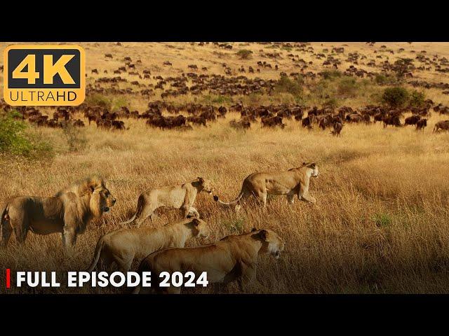 LIONS: Battle for Survival in the Predator Kingdom (4K UHD) | Nature Animal Documentary