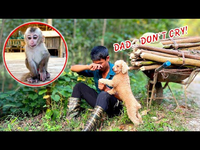 Playful Sushi gets lost when his Dad goes into the forest to chop wood to prepare for winter