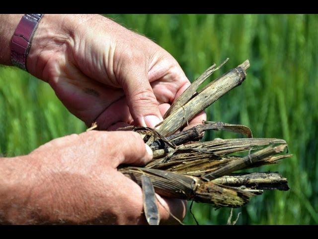 Что такое No-Till. Фермер Владимир Гавриленко