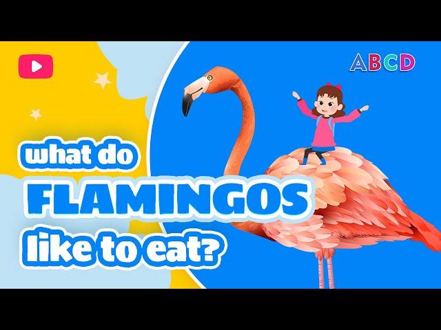 FLAMINGOS. What do animals eat? Educational stories for children from Mary.