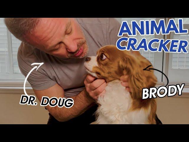 CHIROPRACTOR'S SORE PUPPY MEETS THE ANIMAL CRACKER 