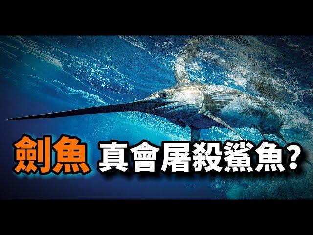 劍魚之謎：它真的會屠殺鯊魚？為何會有橙色的劍魚肉？日本水俁病真的救了劍魚一命嗎？一條有故事的魚！