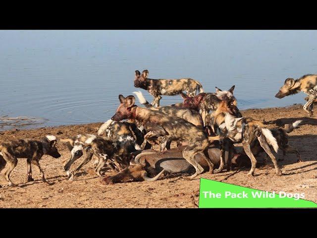 The Pack Wild Dogs (Nature/Wildlife Documentary)