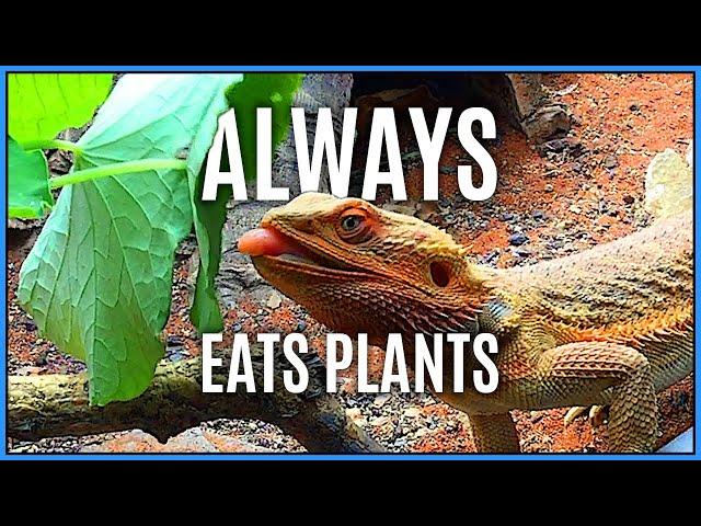 How to Get Your Bearded Dragon to Eat Vegetables & Improve Their Dietary Variety