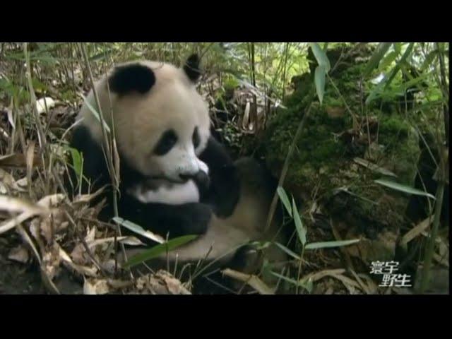 这段纪录片真实纪录了野生熊猫妈妈的伟大，非常令人感动！#熊猫