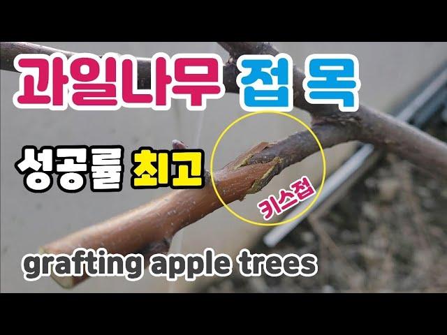 과일나무 접목 설접 키스접 성공률 최고!  사과나무 접목 grafting apple trees